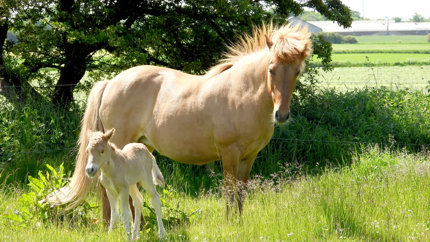 Foal and mare standing in a green field.