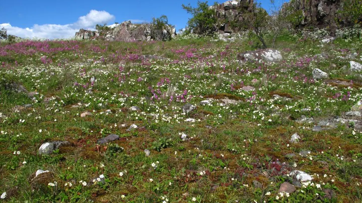 A field with several white flowers.