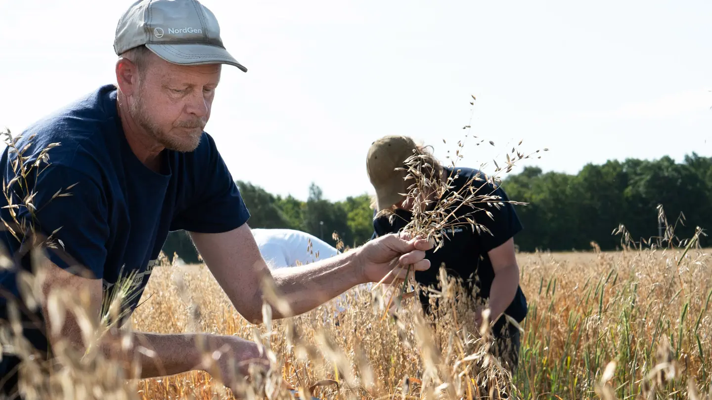 Man holding straws of mature oats outside.