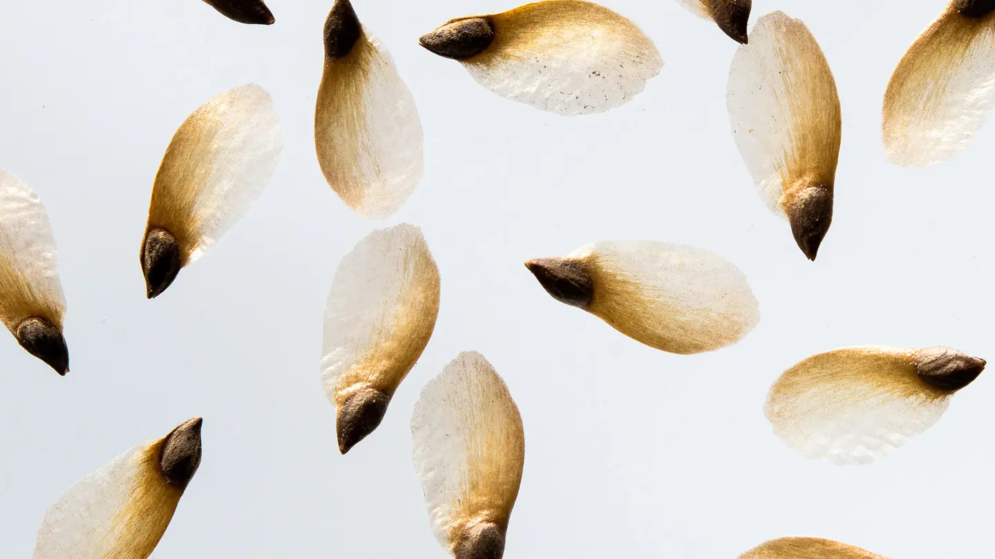 Several spruce seeds photographed with a microscope.