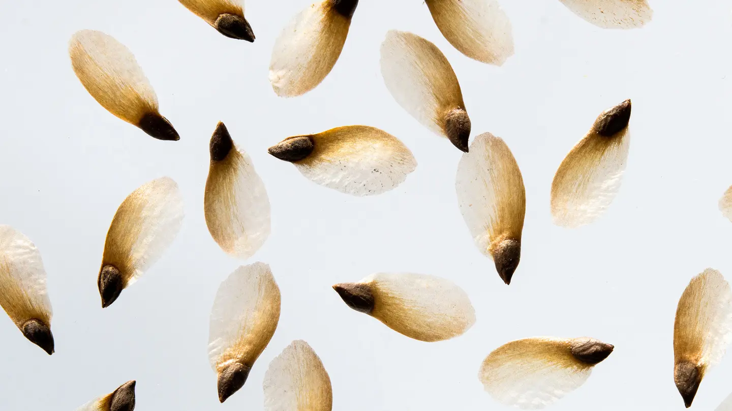 Several spruce seeds photographed with a microscope.