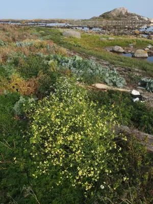 Bush with yellow flowers growing at the shore.