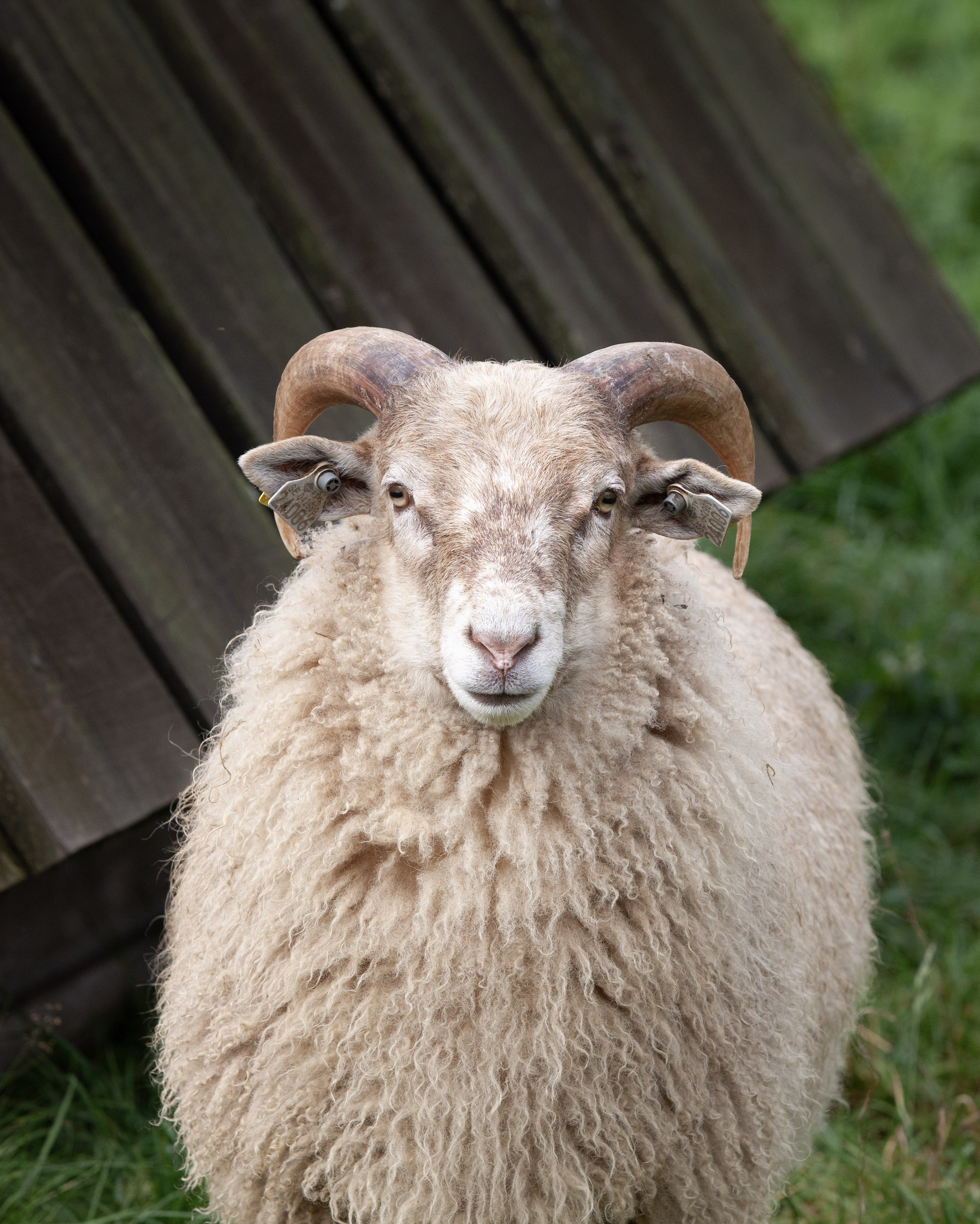 Vitt får med horn utomhus.