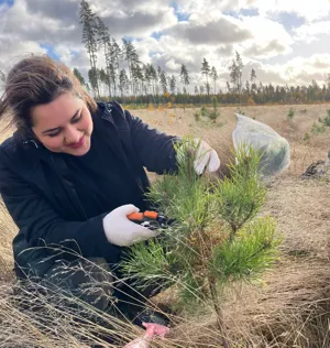 Kvinna klipper av en gren från en tallplanta utomhus.