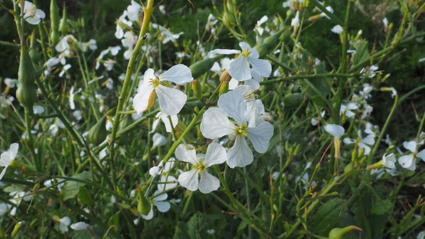 White flowers