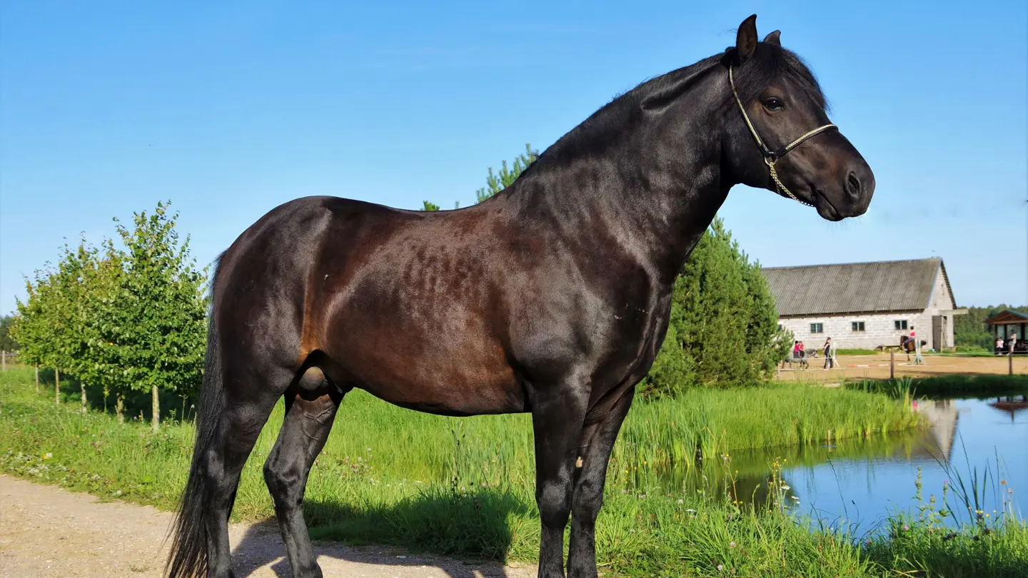 Black stallion standing infront of a house.