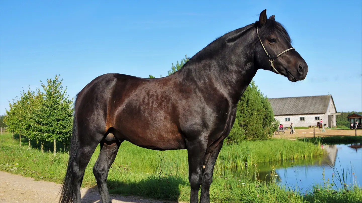 Black stallion.