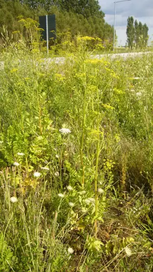 Plants with yellow flowers, road in the background.