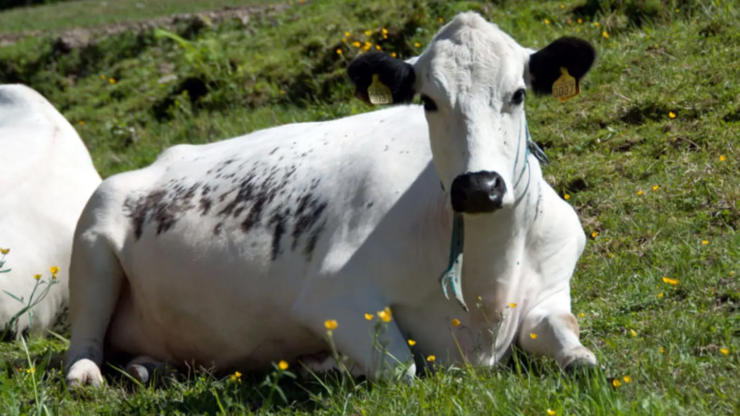 White cow with black dots lying down in the grass.