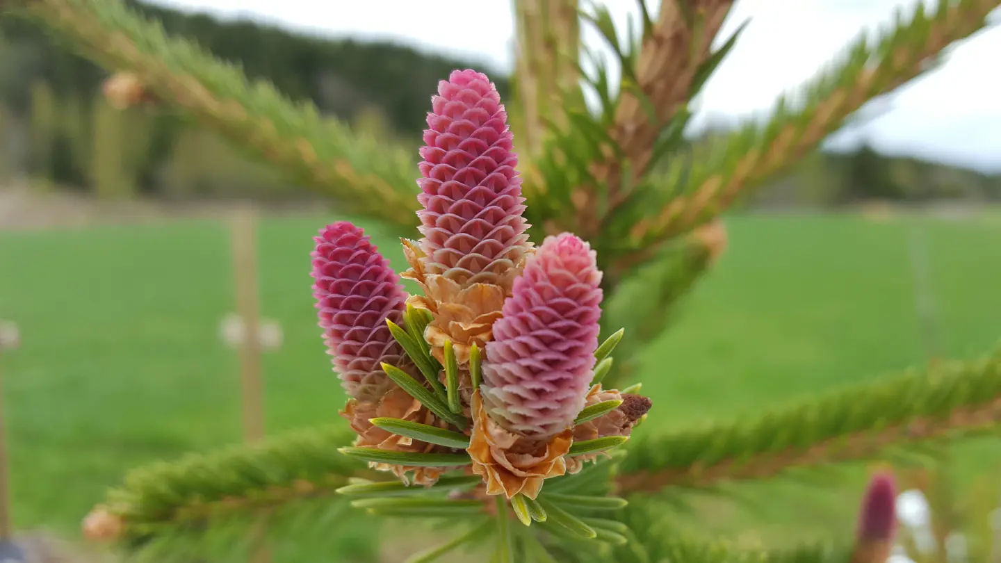 Flowering spruce.
