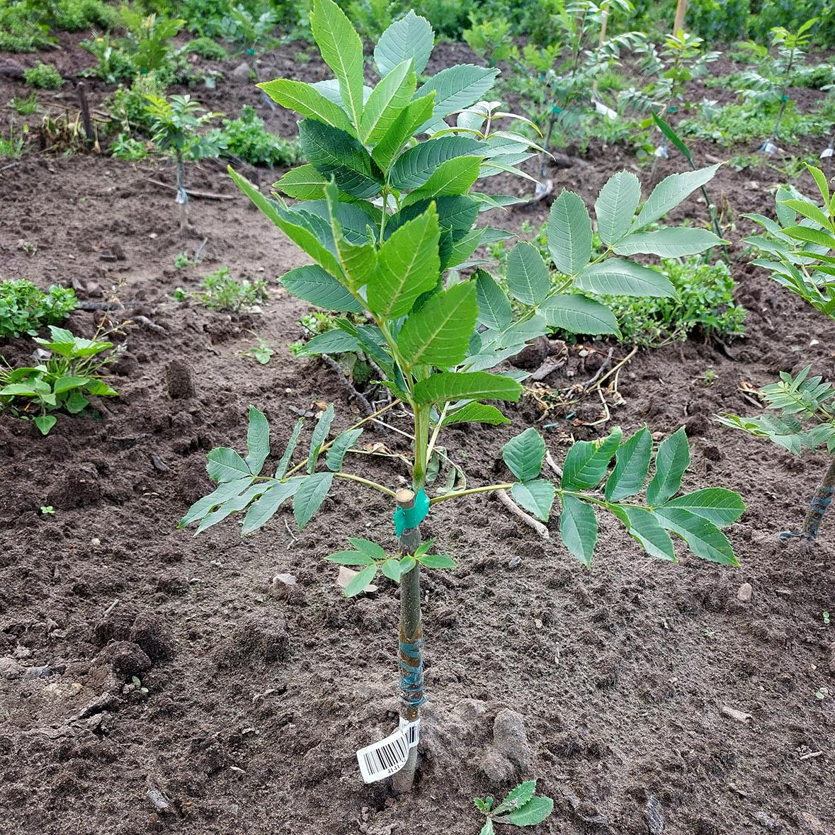 Tree plant surrounded by soil. 