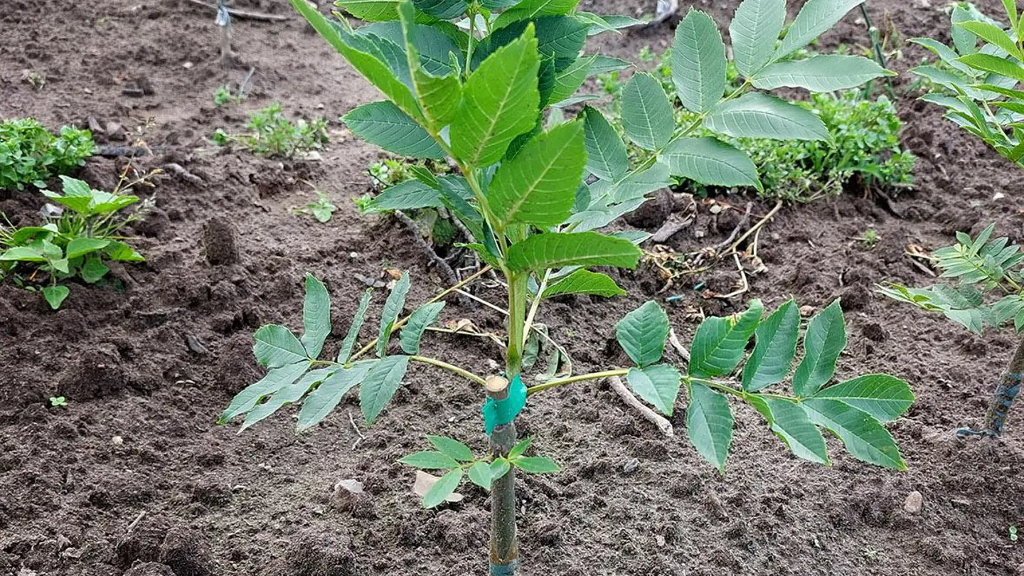 Tree plant surrounded by soil.