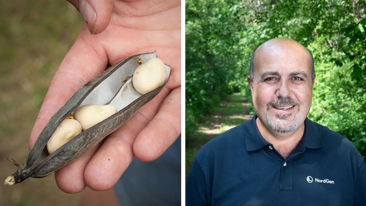 Collage of two photos: hand holding bean seeds and a portrait of a man.