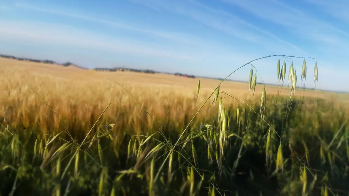 Close-up of a panicle, a field with cereals in the background.