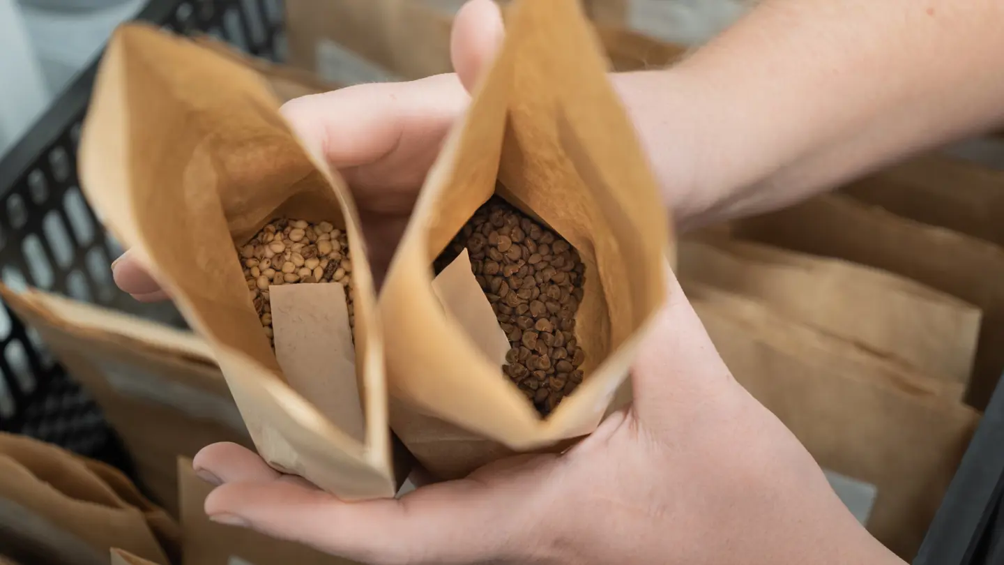 Seeds in two bags.