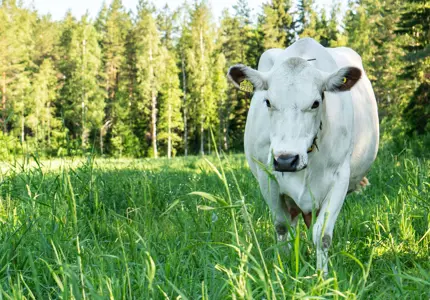 NordGen arrangerade workshop om det skriande behovet av att bevara husdjursgenetiska resurser