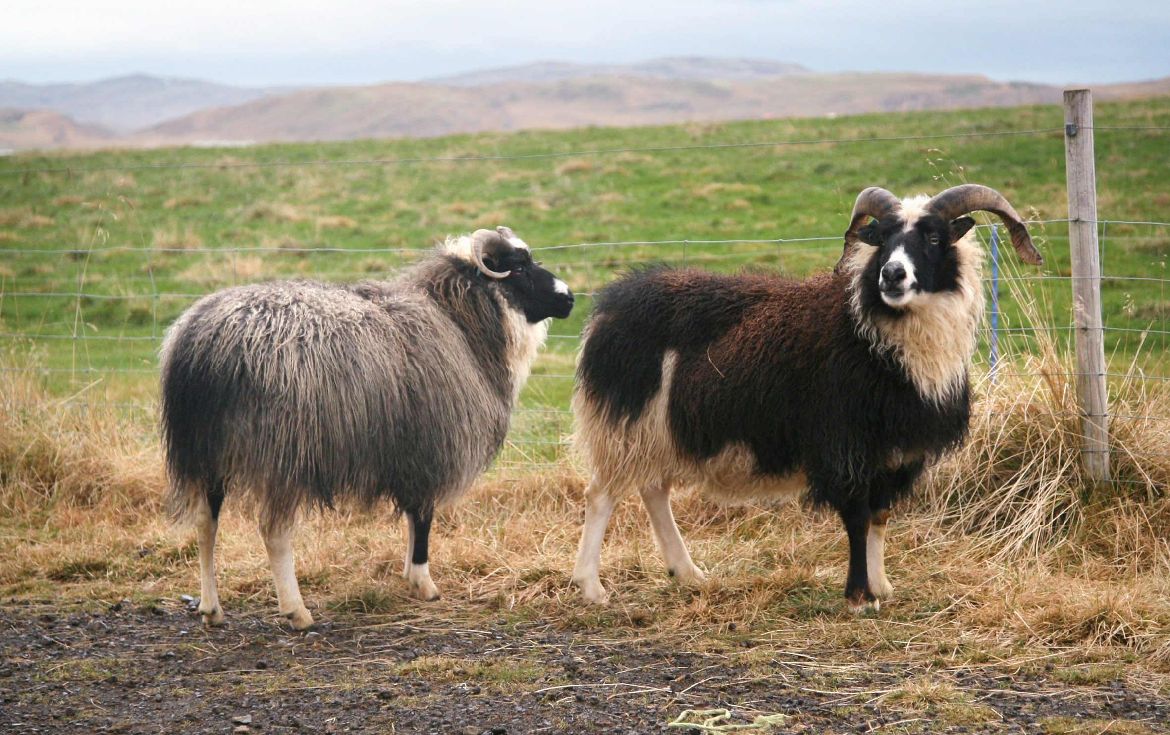One grey and one brown sheep standing outside.