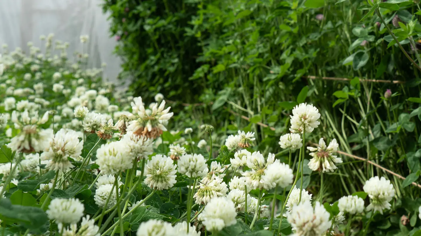 White clover (Trifolium repens L.) - NordGen