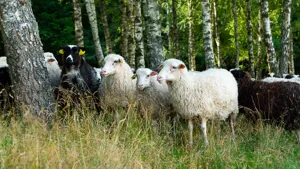 A flock of white and black sheeps on a meadow with trees.