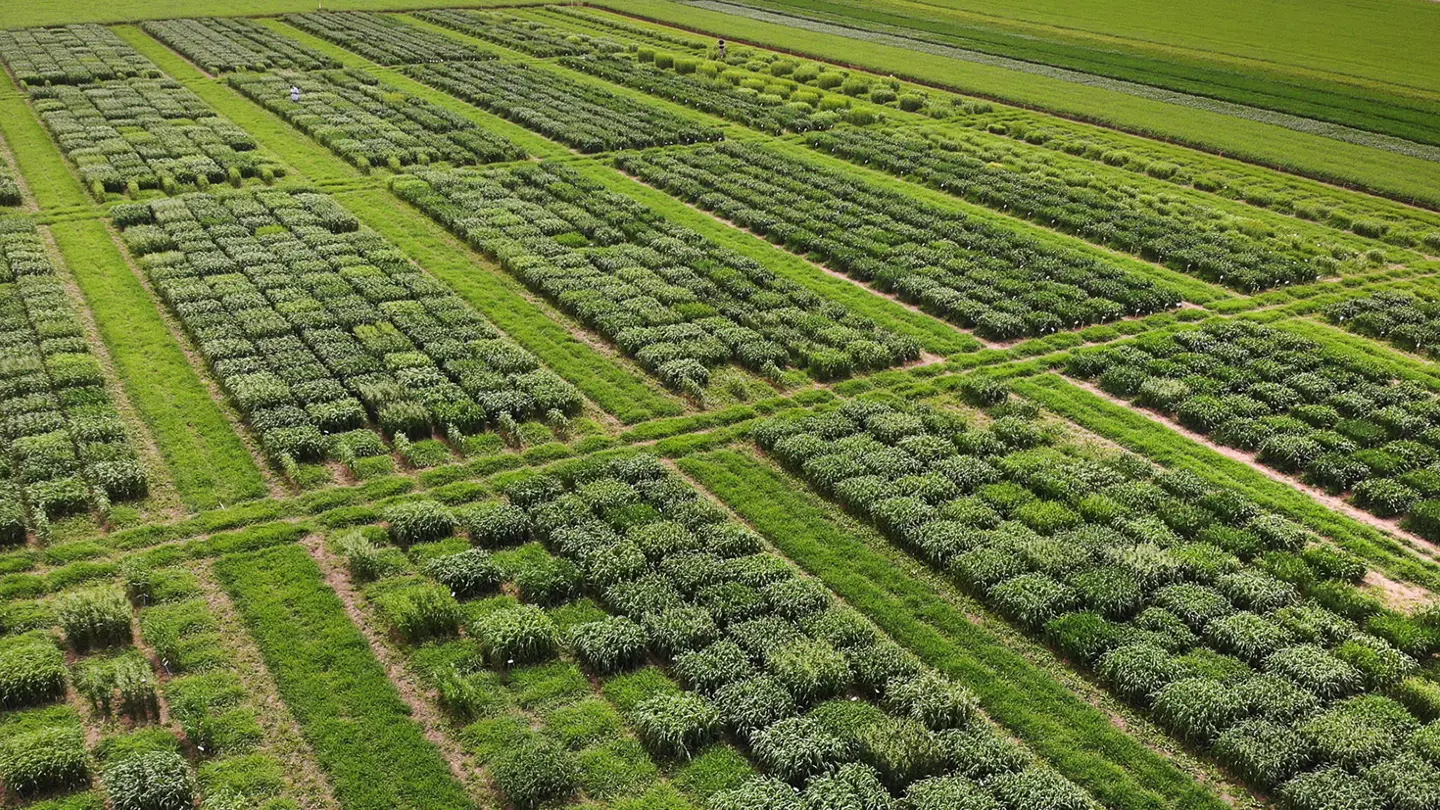 En grönskande fältodling sedd från fågelperspektiv.