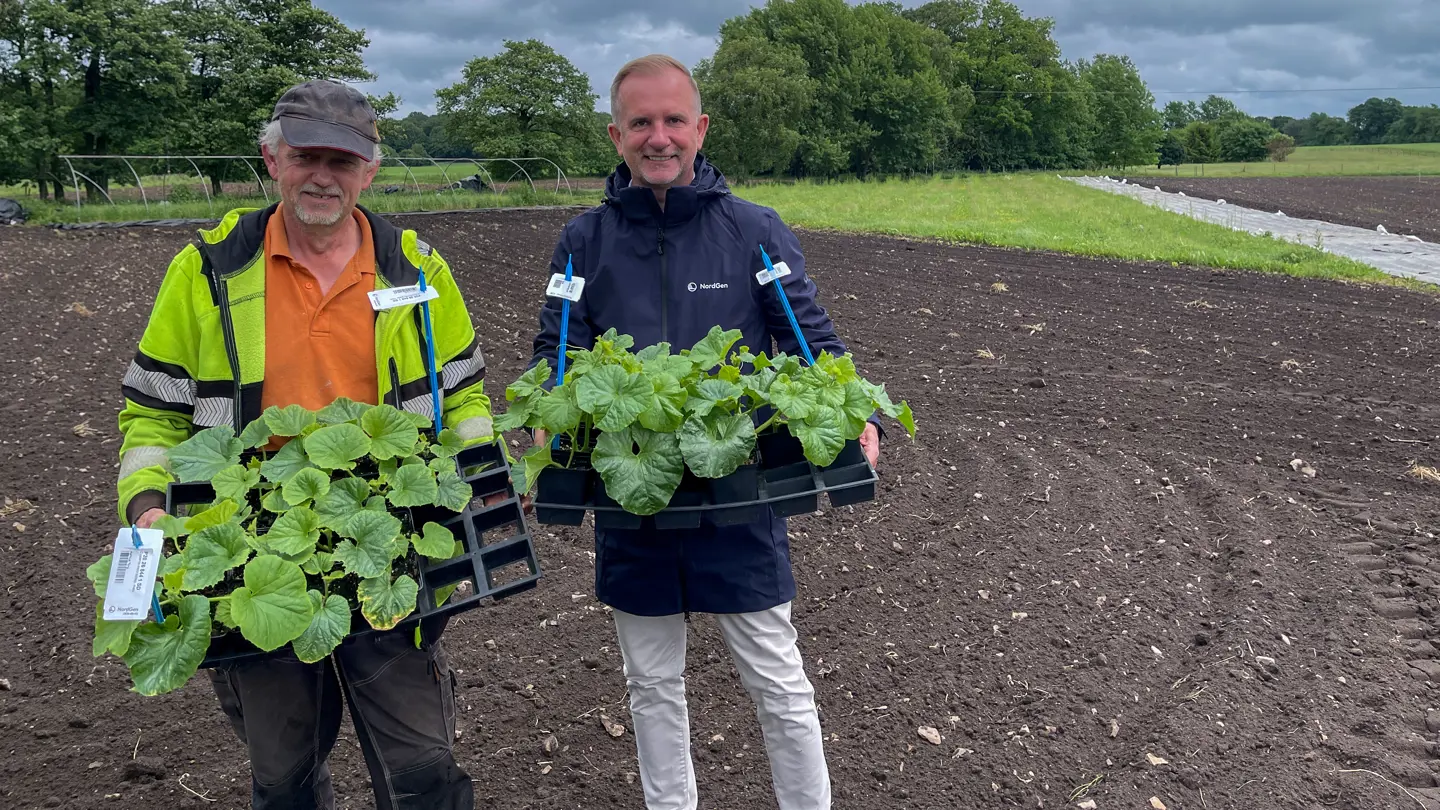 Two men standing on a field with melon plants in their hands.