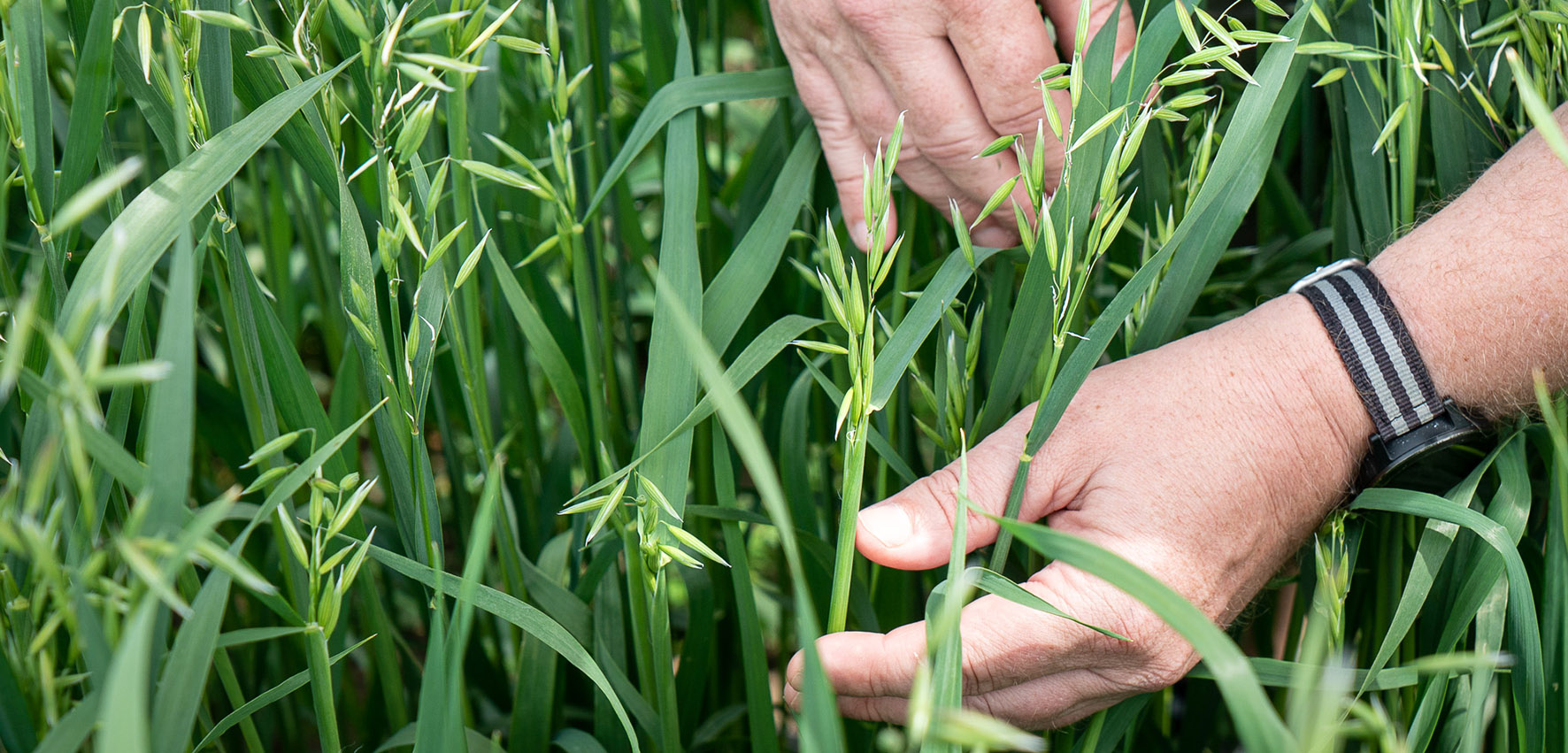 En hand håller i en grön, gräslik planta. 