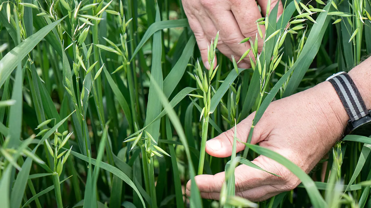 Hand holding a green, plant looking like a grass.