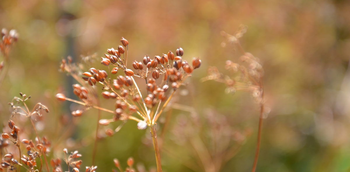 Close-up of the dried seeds on a plant. 