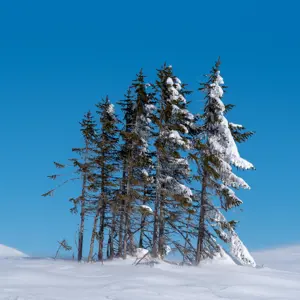 A small group of spruce trees in a snowy landscape.