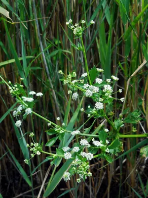Celery plant.