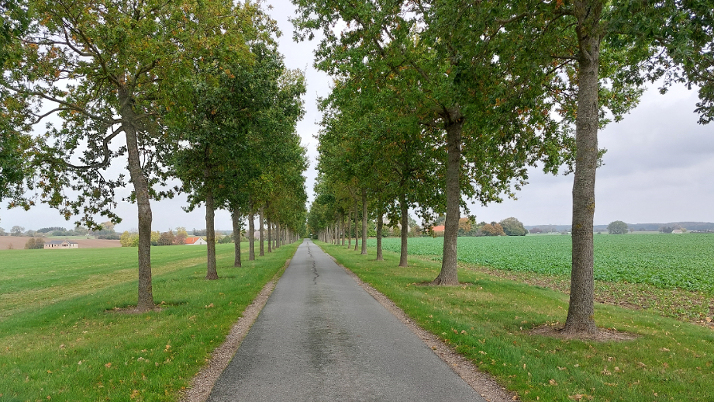 A long road straight road with trees on both sides.