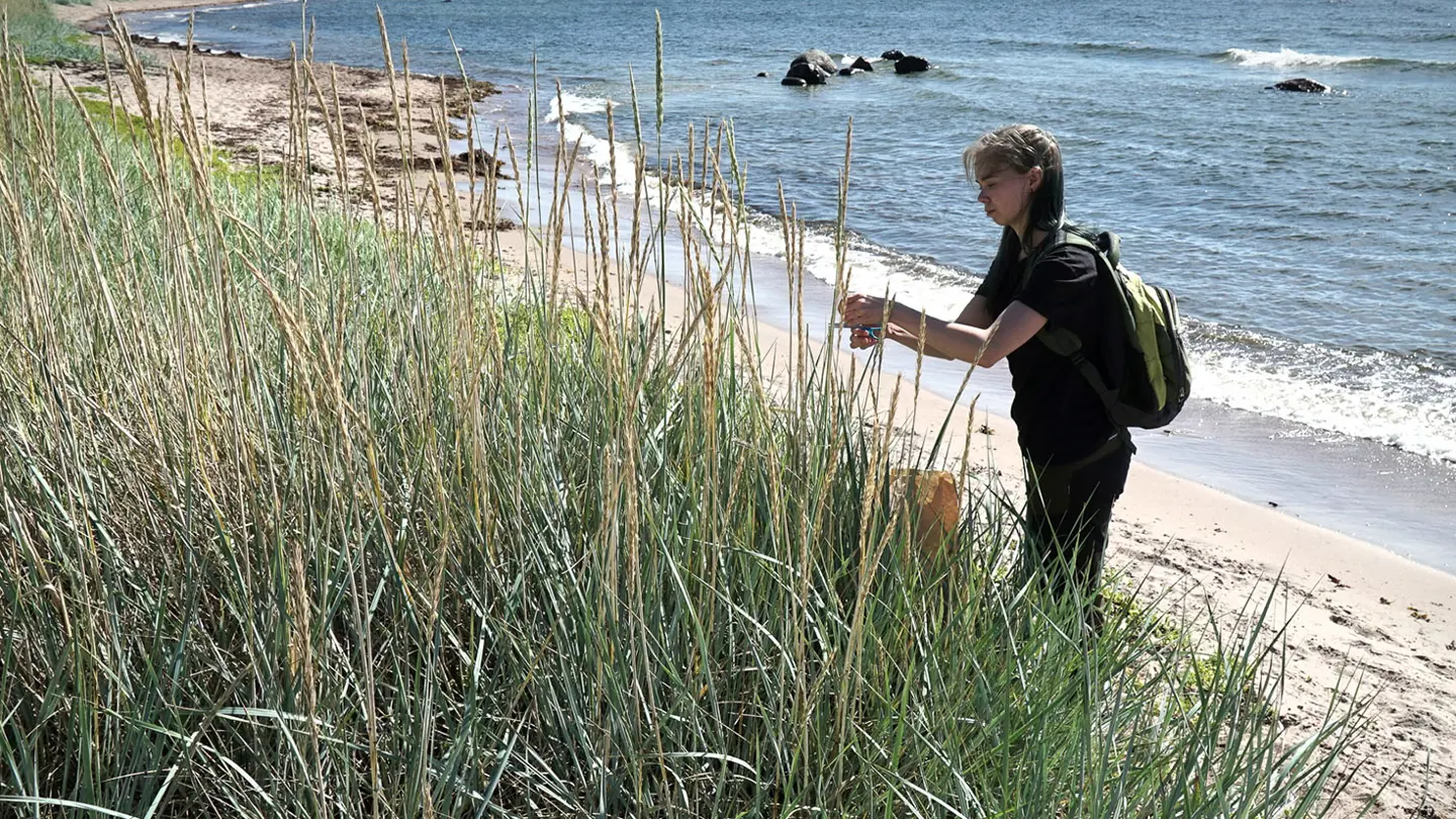 En kvinna står på stranden vid en population med höga gräslika plantor