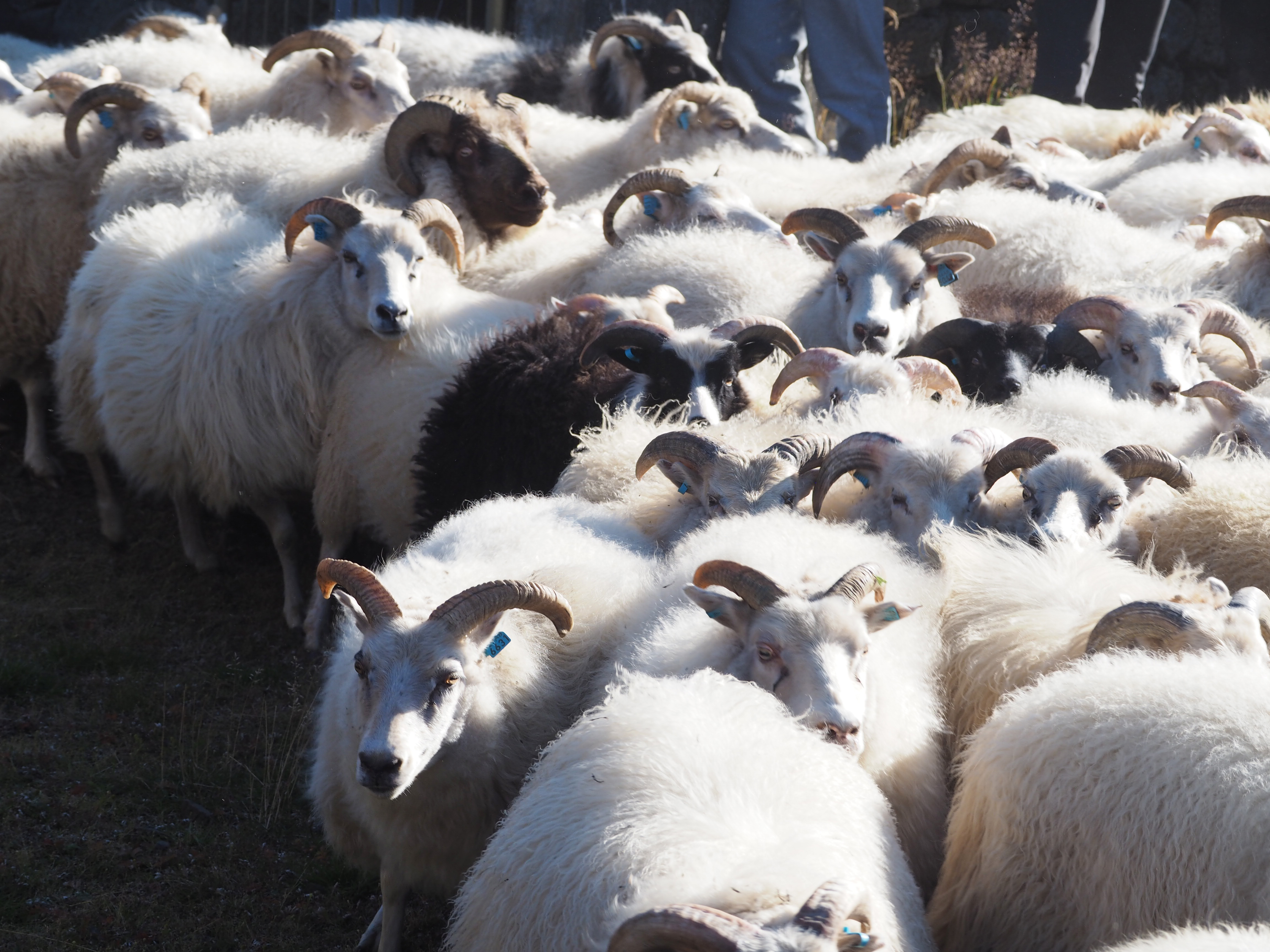 A herd of white sheep.