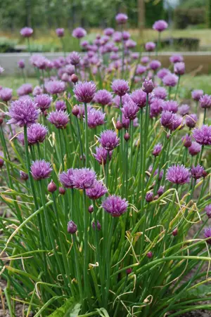 Several purple on green stems.
