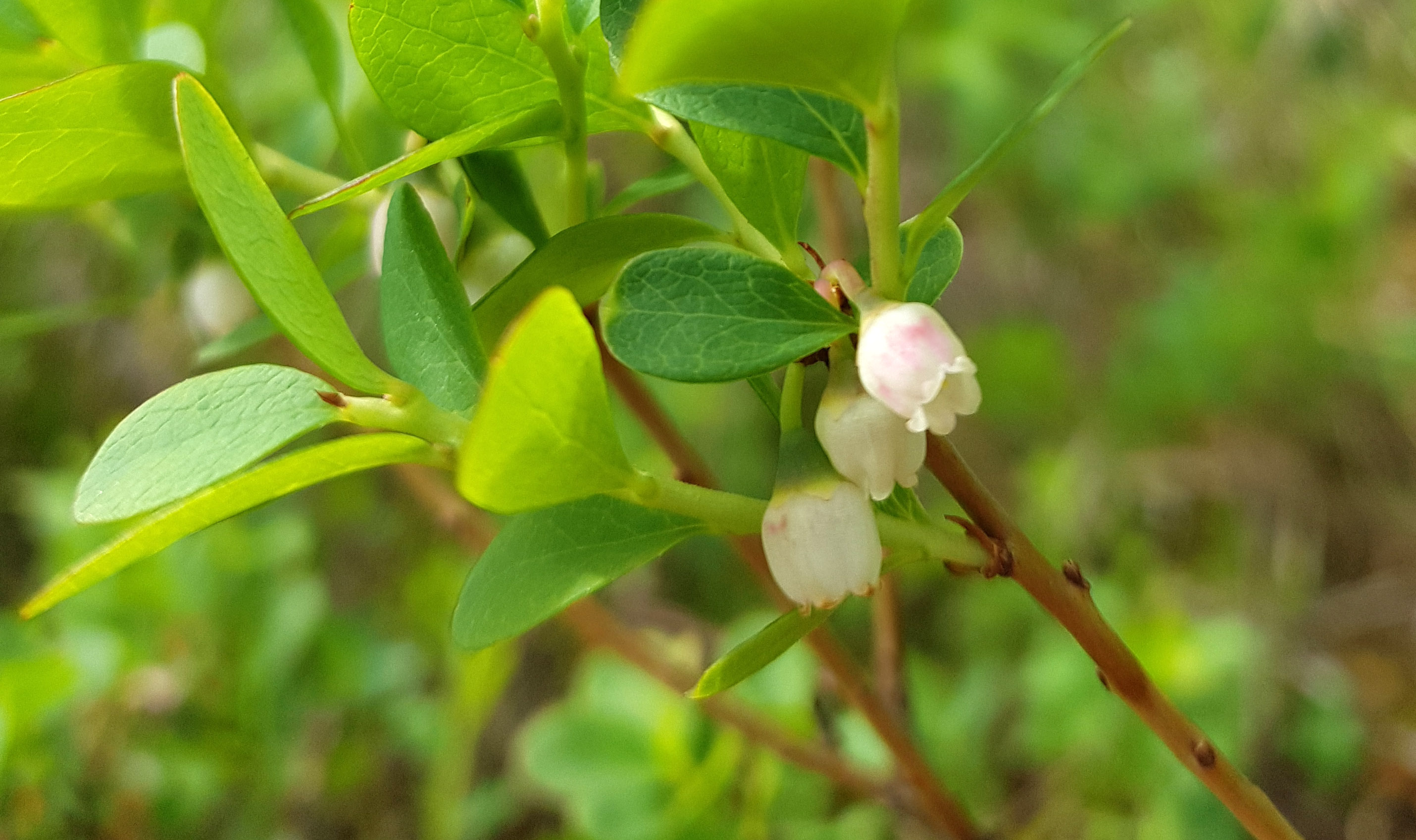 Plants with green leafs and small white flowers. 