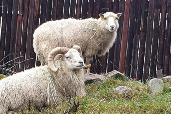 Två vita får på gräs.