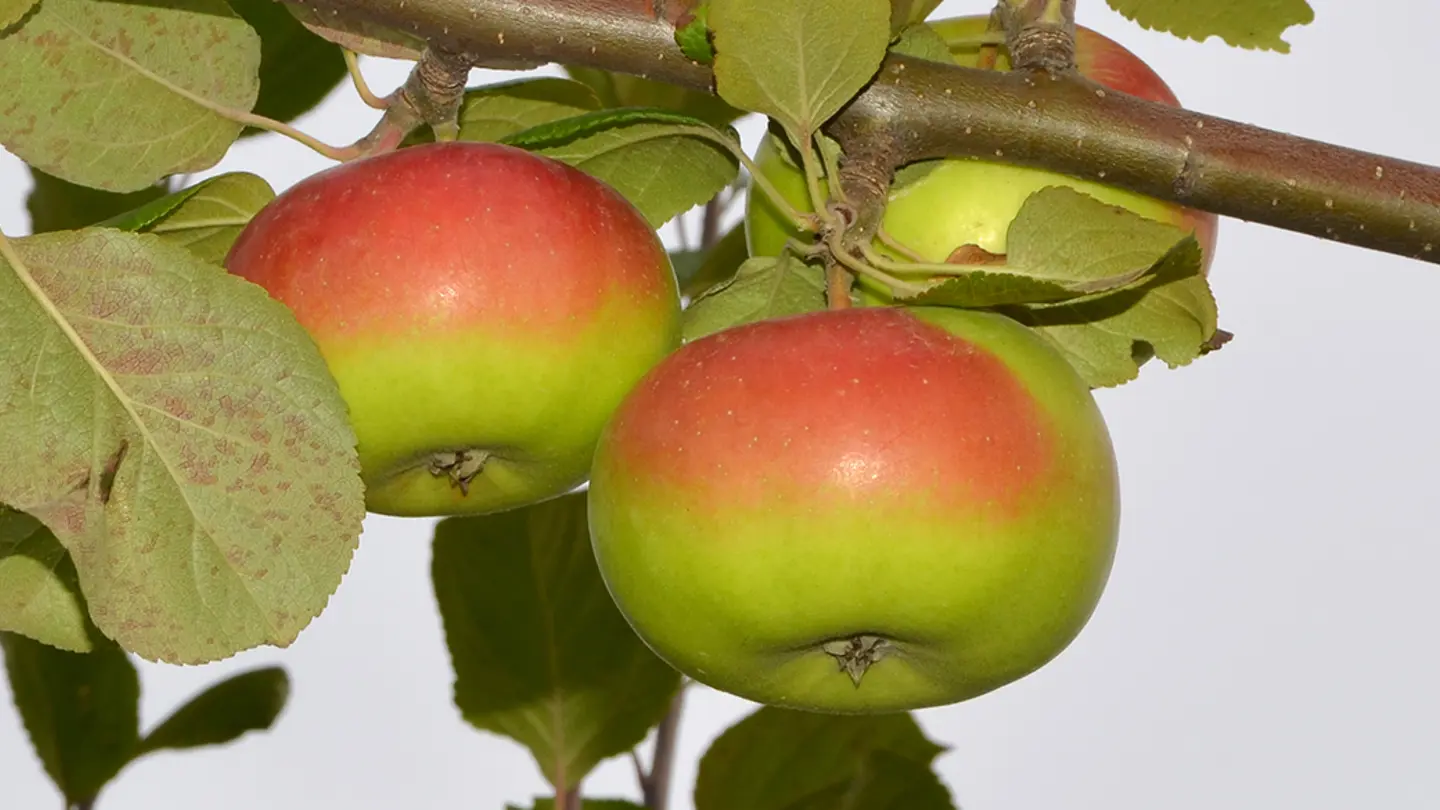 Red and green apples on a tree branch