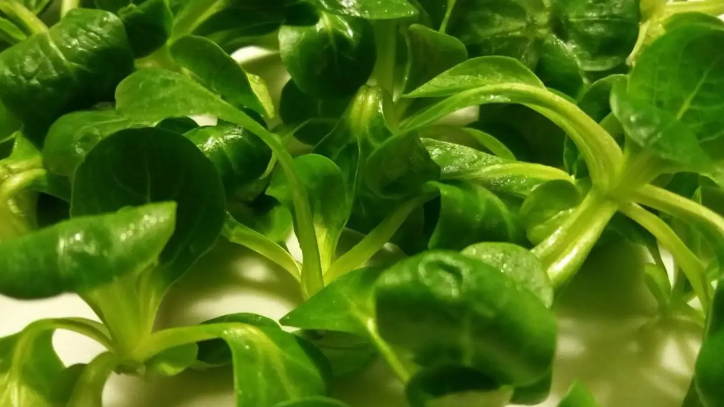 Green leaves in small bouquets