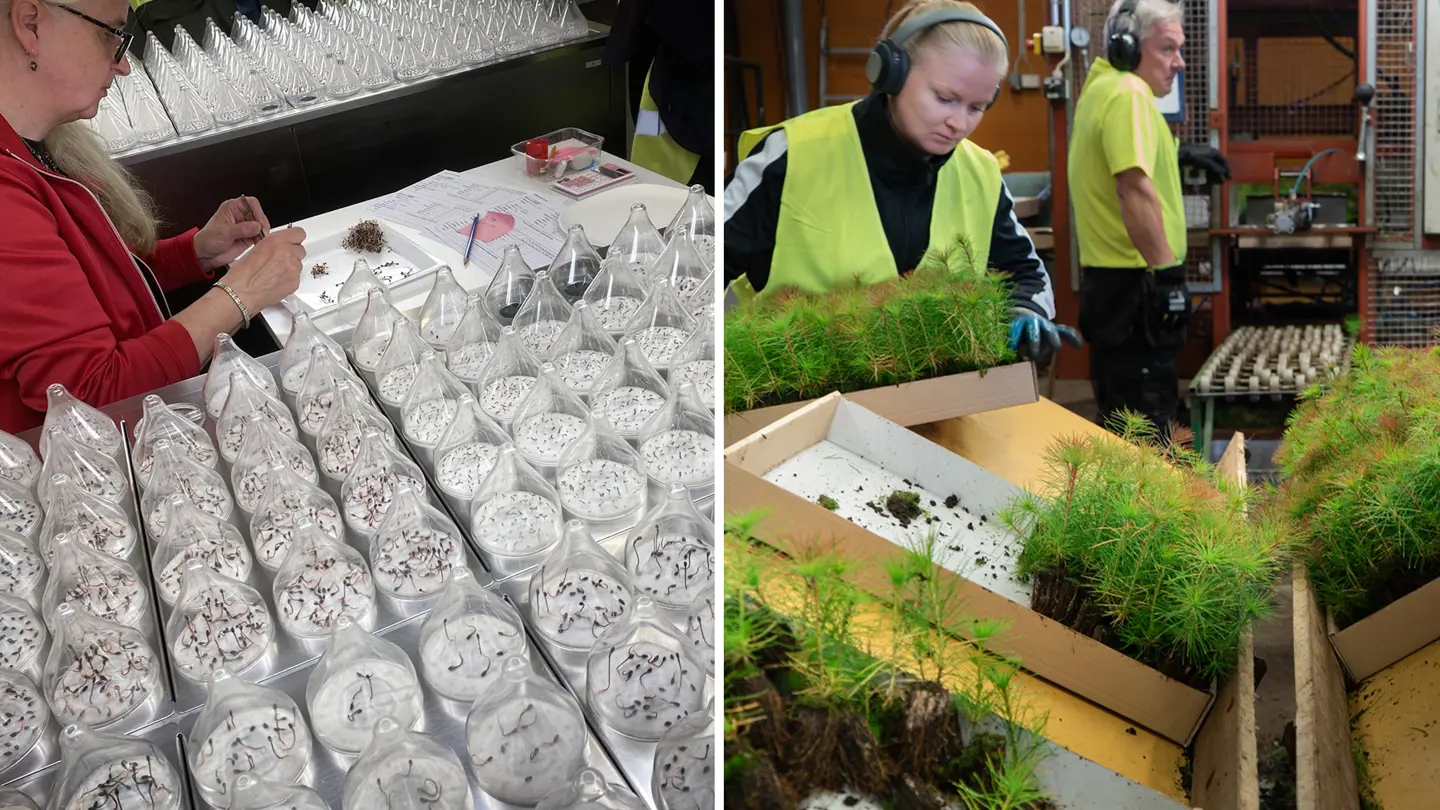 Collage with a woman studying seedlings, and a woman holding a box of pine plants.