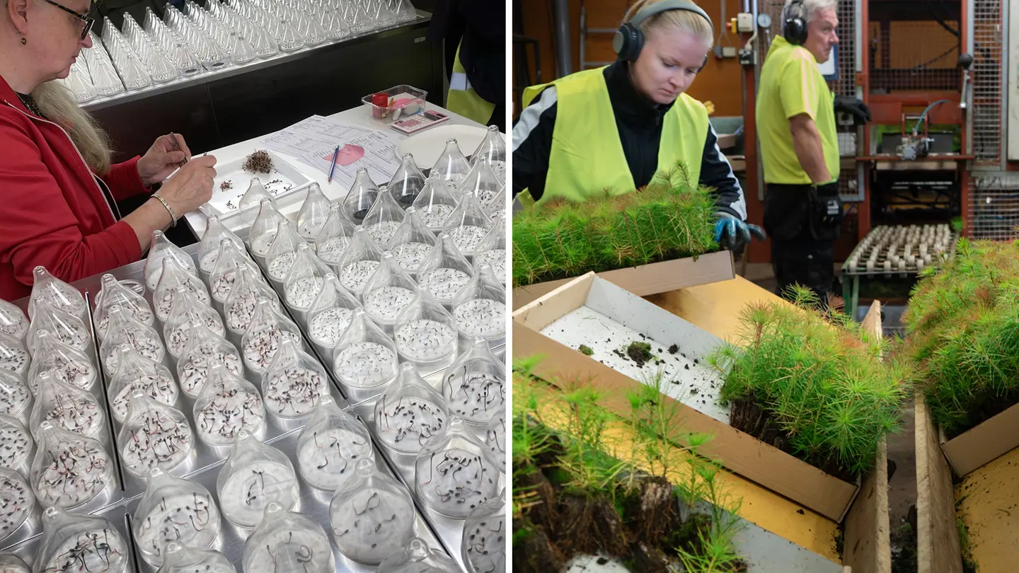 Kvinna studerar groddar i labbmiljö, en annan kvinna håller i en låda full med plantor.