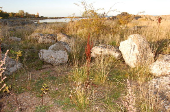 Small population of chives growing at the sea shore. 