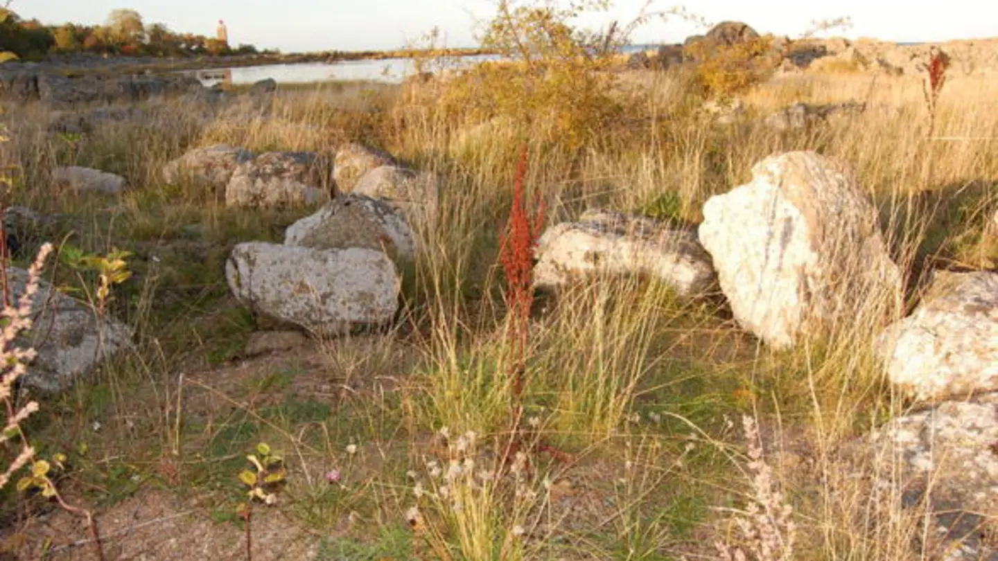 Small population of chives growing at the sea shore.