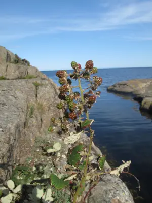 Bush with berries growing by the sea shore.