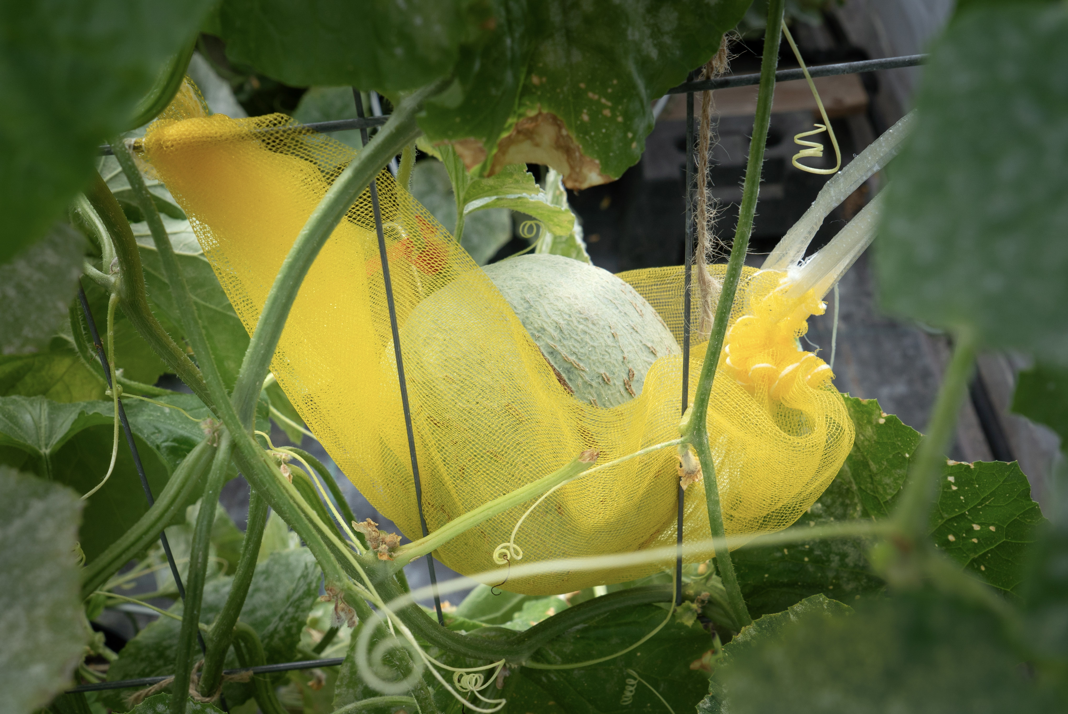 Nätmelon.