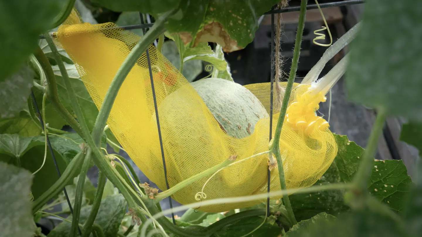 Cantaloupe.