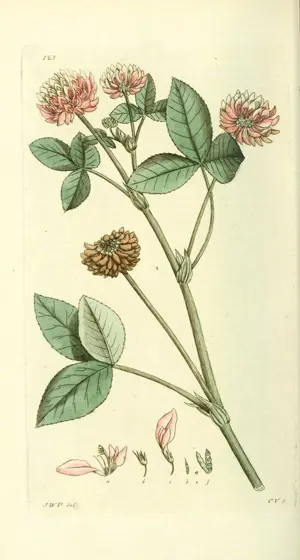 Old illustration of a plant.