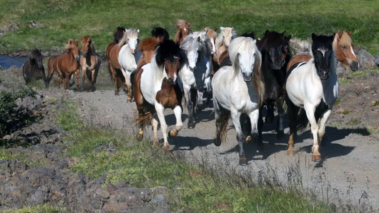 A flock of horses on a dirt road.