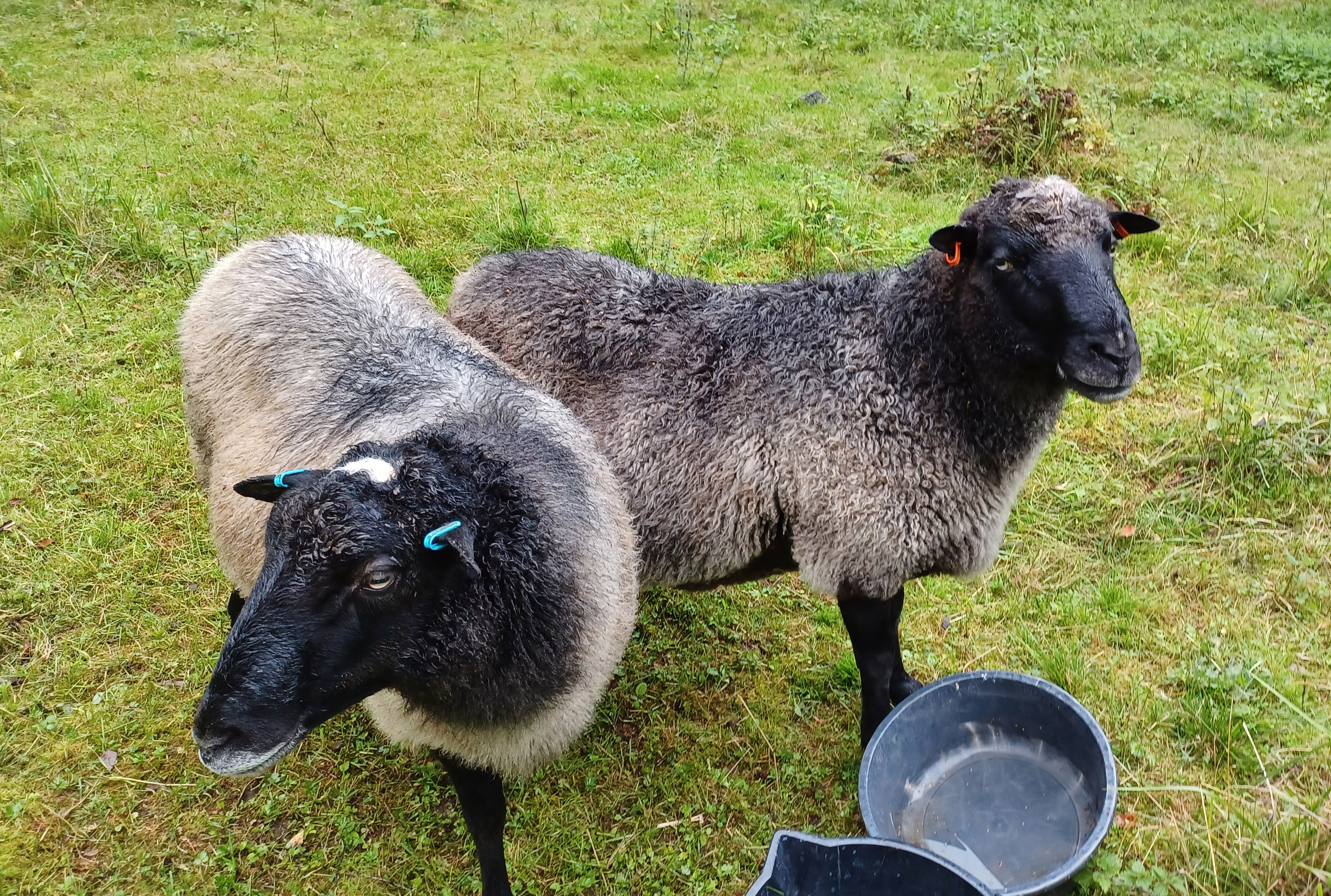 Two black and grey sheep standing outside. 