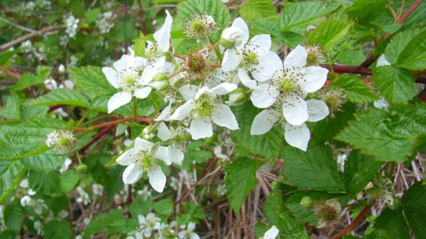 Bush with white flowers.