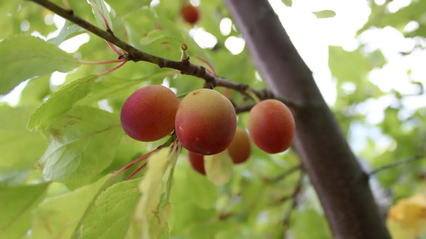 Redish plums hanging in a tree.